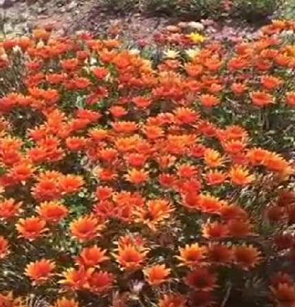 Chaubatia Gardens Ranikhet