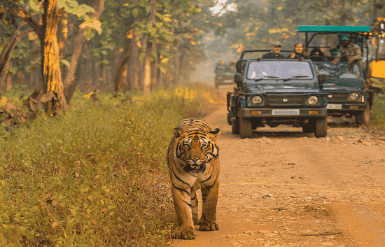 Tiger walking on jungle trail during safari with tourists in Jim Corbett National Park package tour